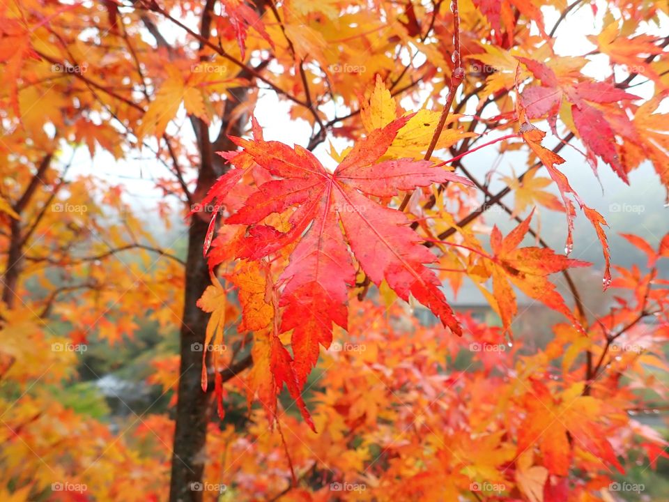 Beautiful colorful fall trees