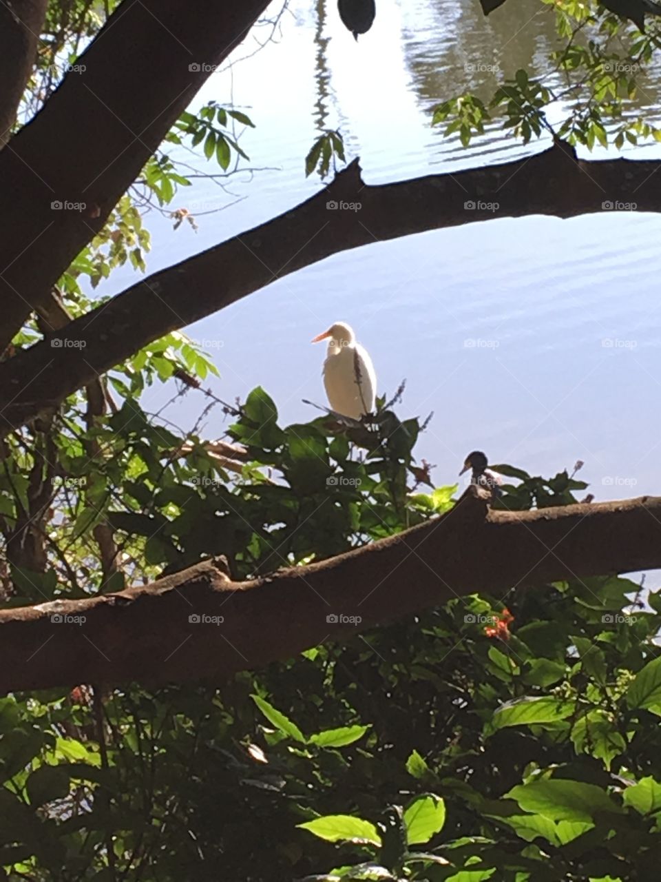 Uma garça ao longe, voltada para o lago, a coçar-se e pensar na vida. Poético? Talvez... 🤔