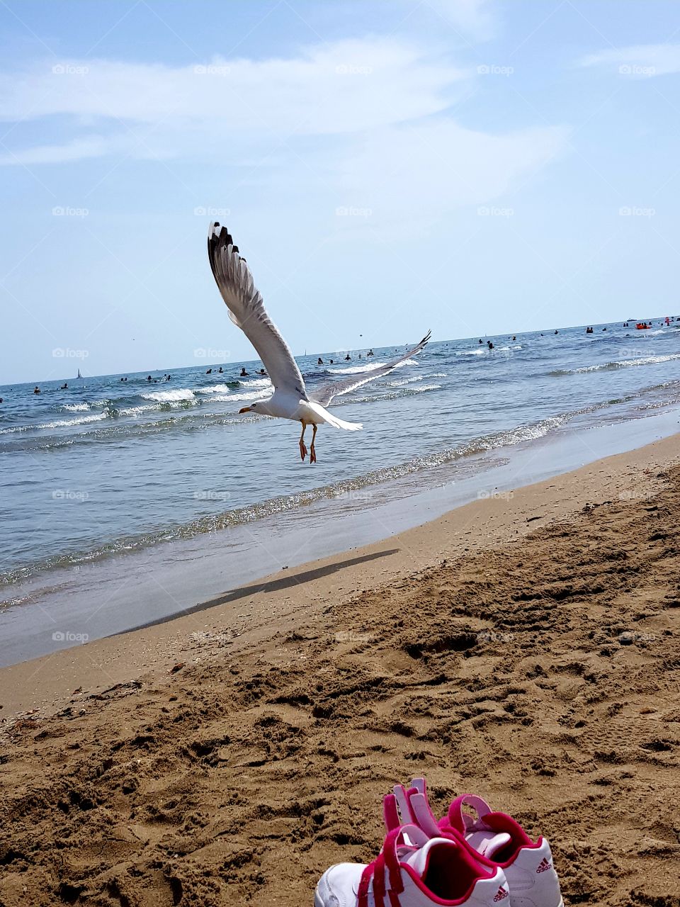 bird at the sea, summer time, 🌞🌞🌞🌞🌞🌞🌞