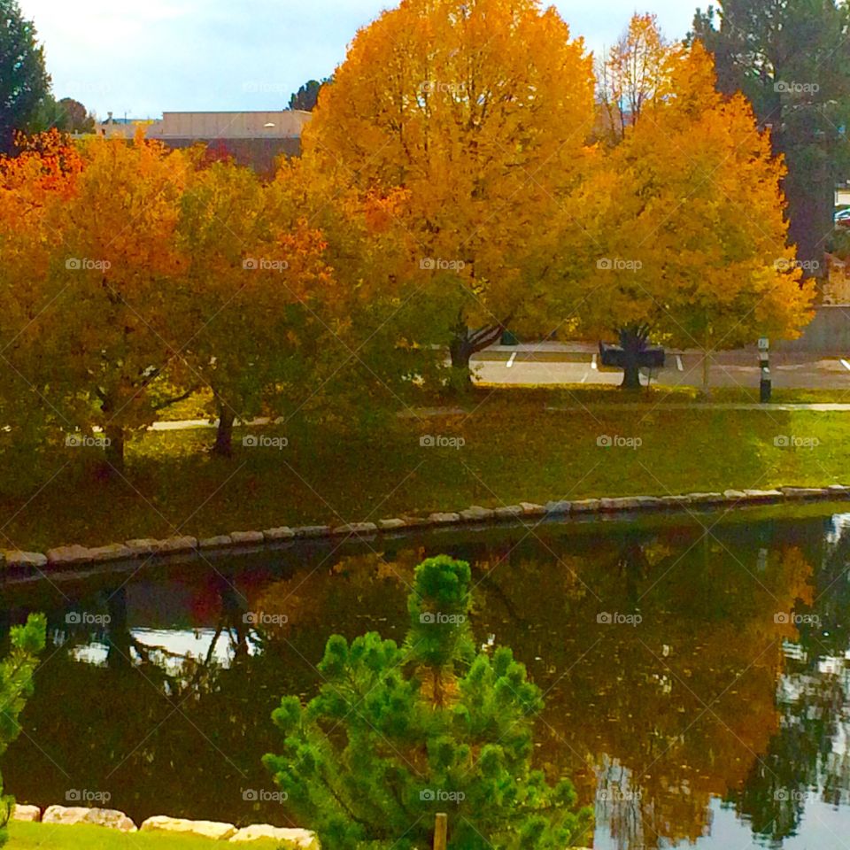 Autumn tree foliage in brilliant colors on a reflecting pond in Colorado