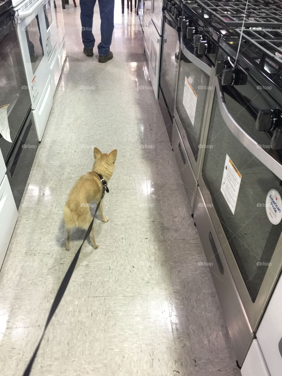 Shopping for appliances with our dog