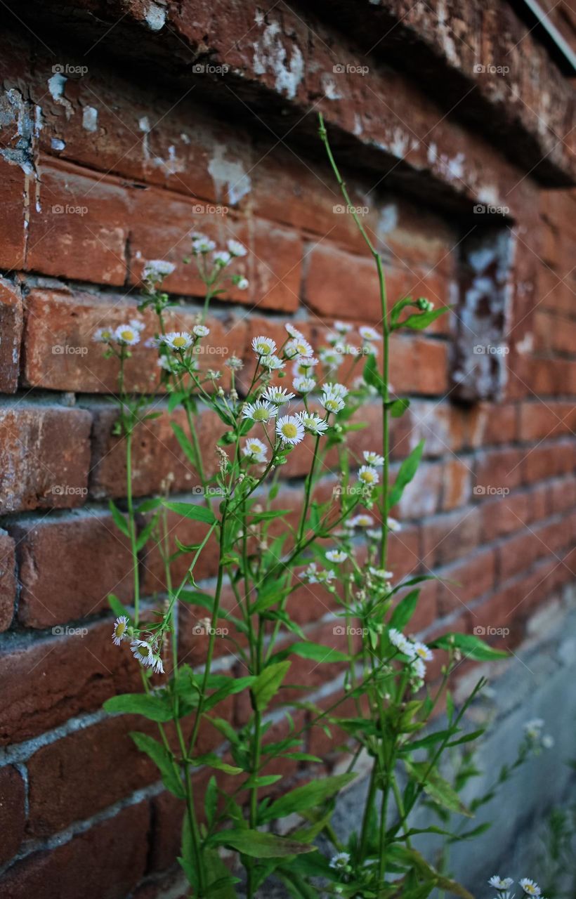 Daisies on a brick wall background