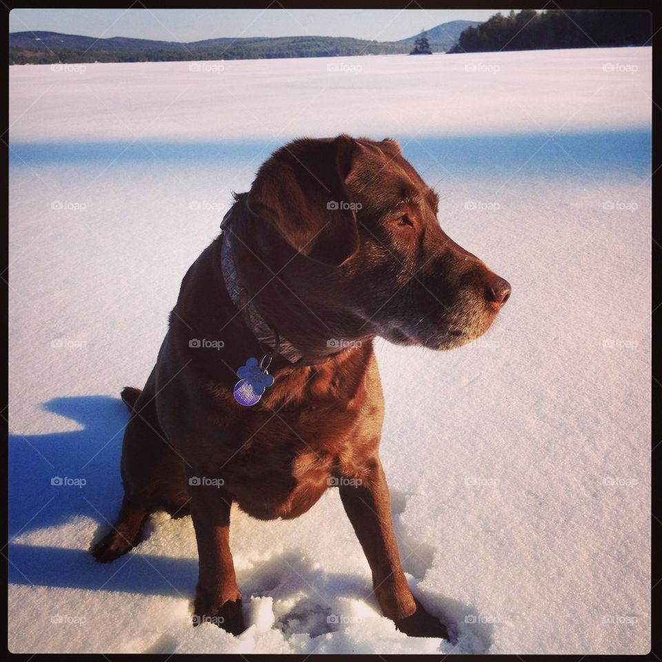 Dog on Ice
