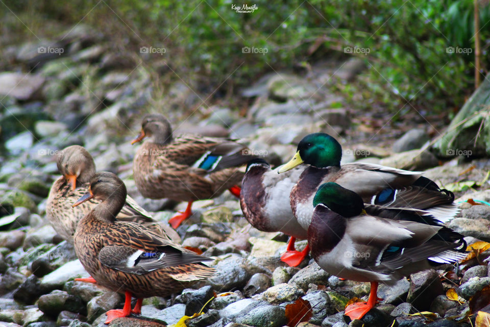 The Mallards