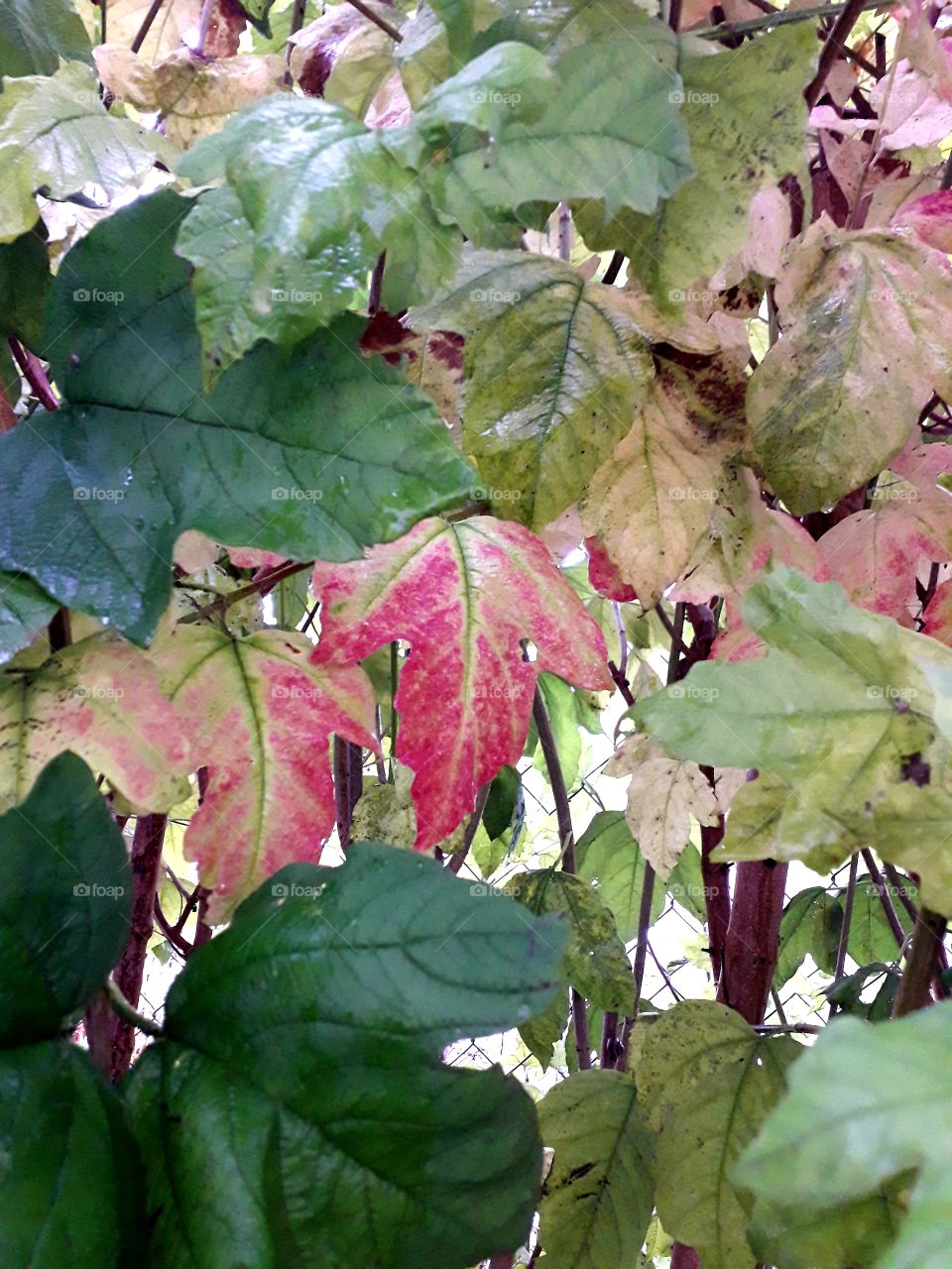 autumn coloured leaves of viburnum