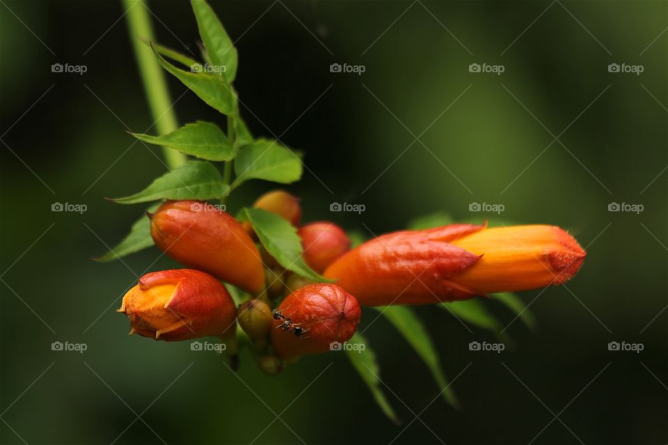 Exotic flower buds