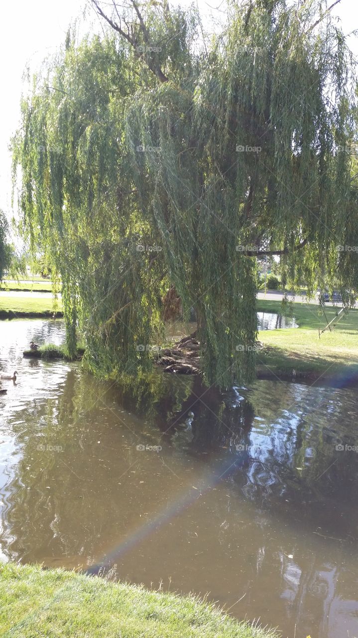 weeping willow. Feeding the ducks on a warm afternoon