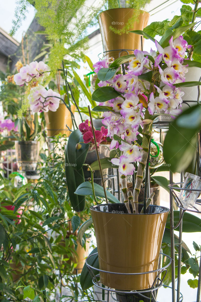 House plants in pots