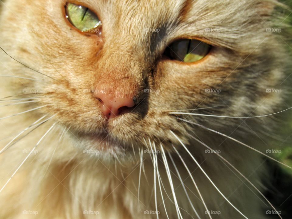 orange tabby cat with green eyes