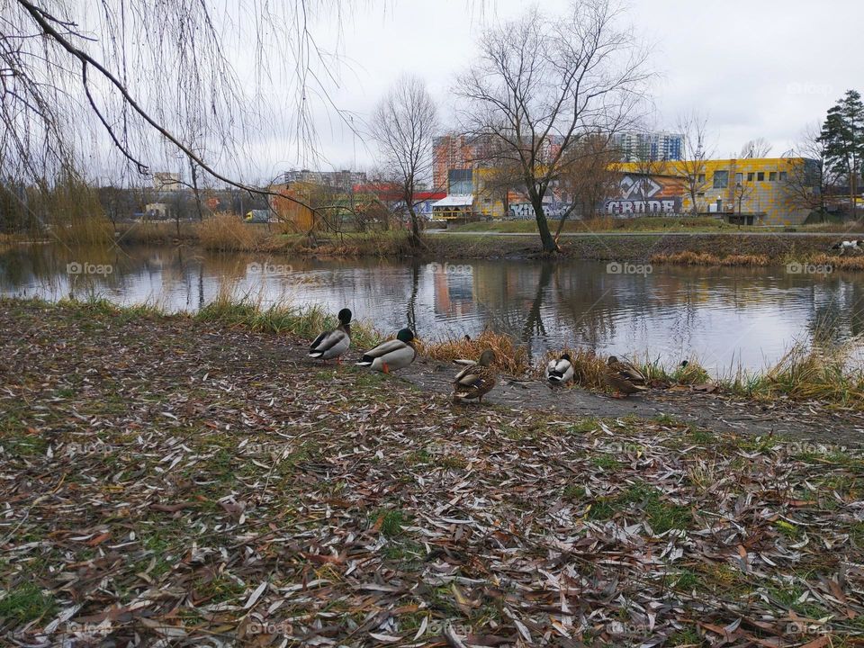 ducks are resting in a park near the lake of the city of Kiev