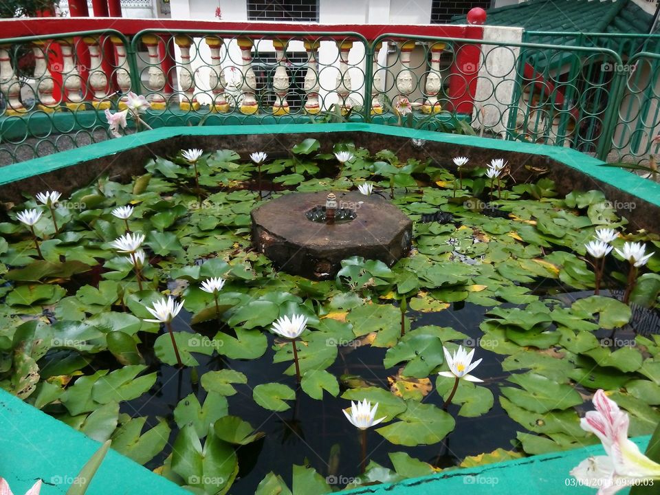 water lilies on a small pond near the entrance to a chinese temple.