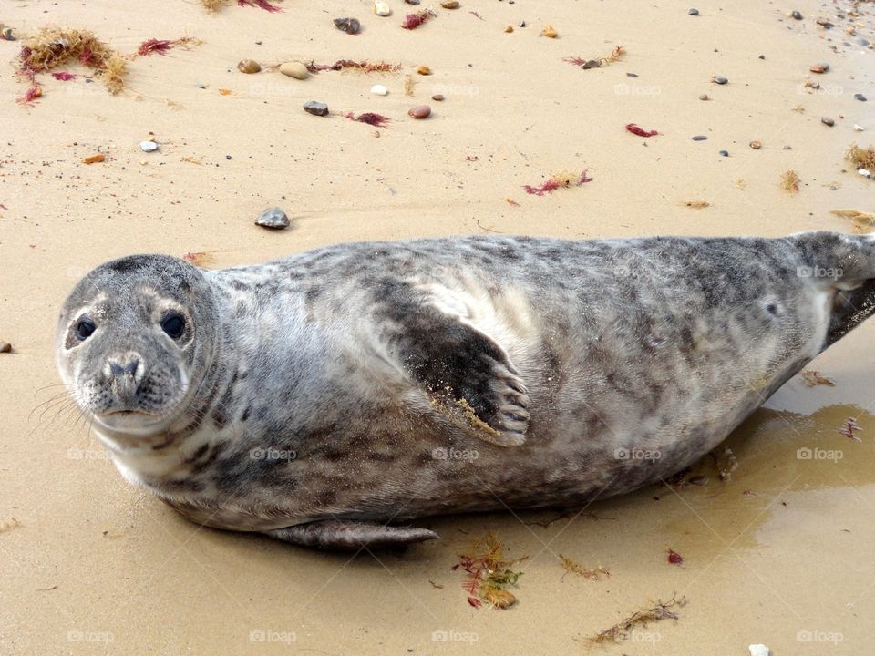 Seal on the beach in England 