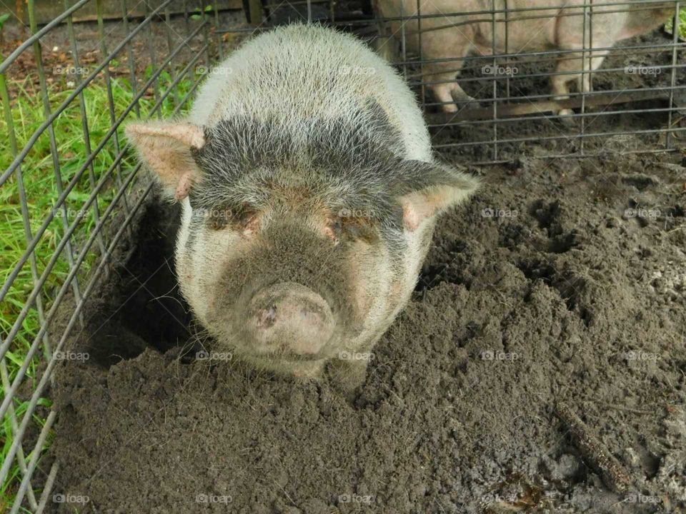 Dirty Blind Potbelly Pig  Named  LuLu
