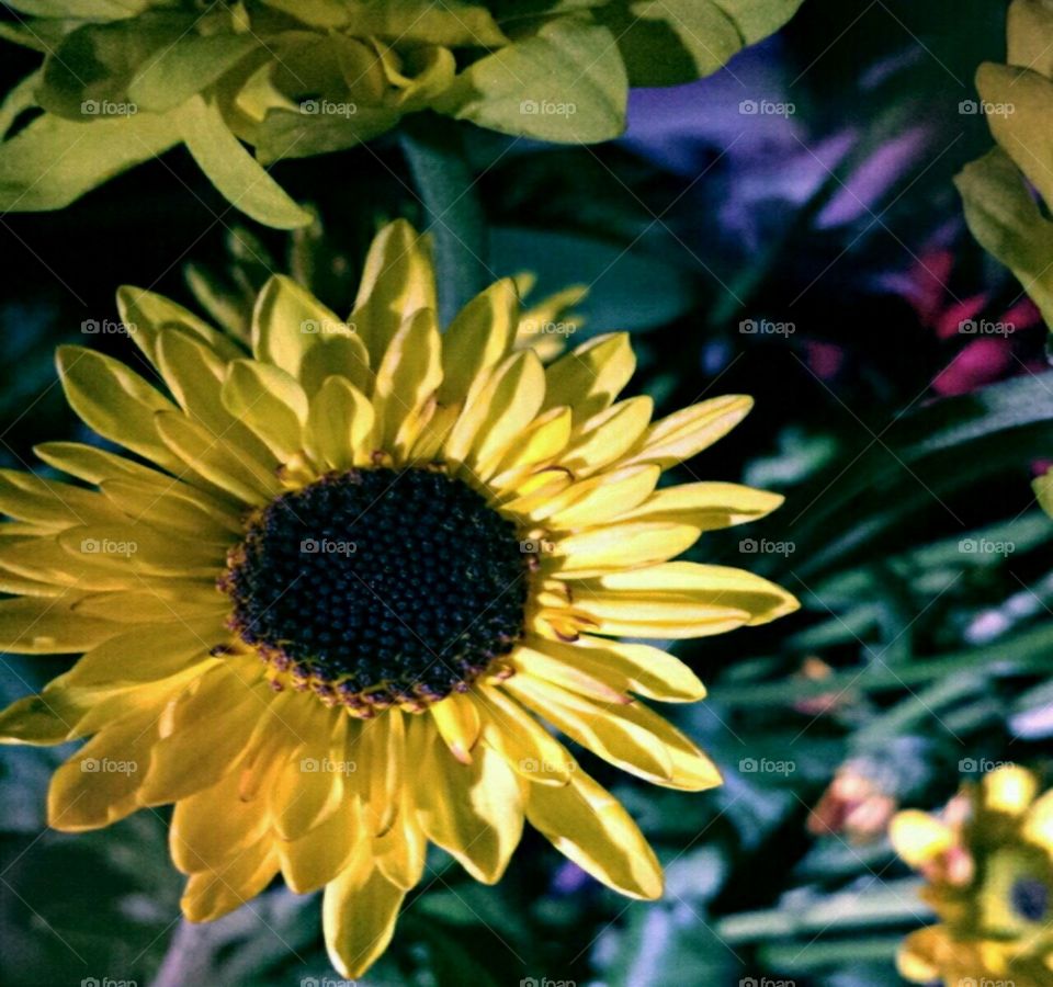 lemon head. lighting effects