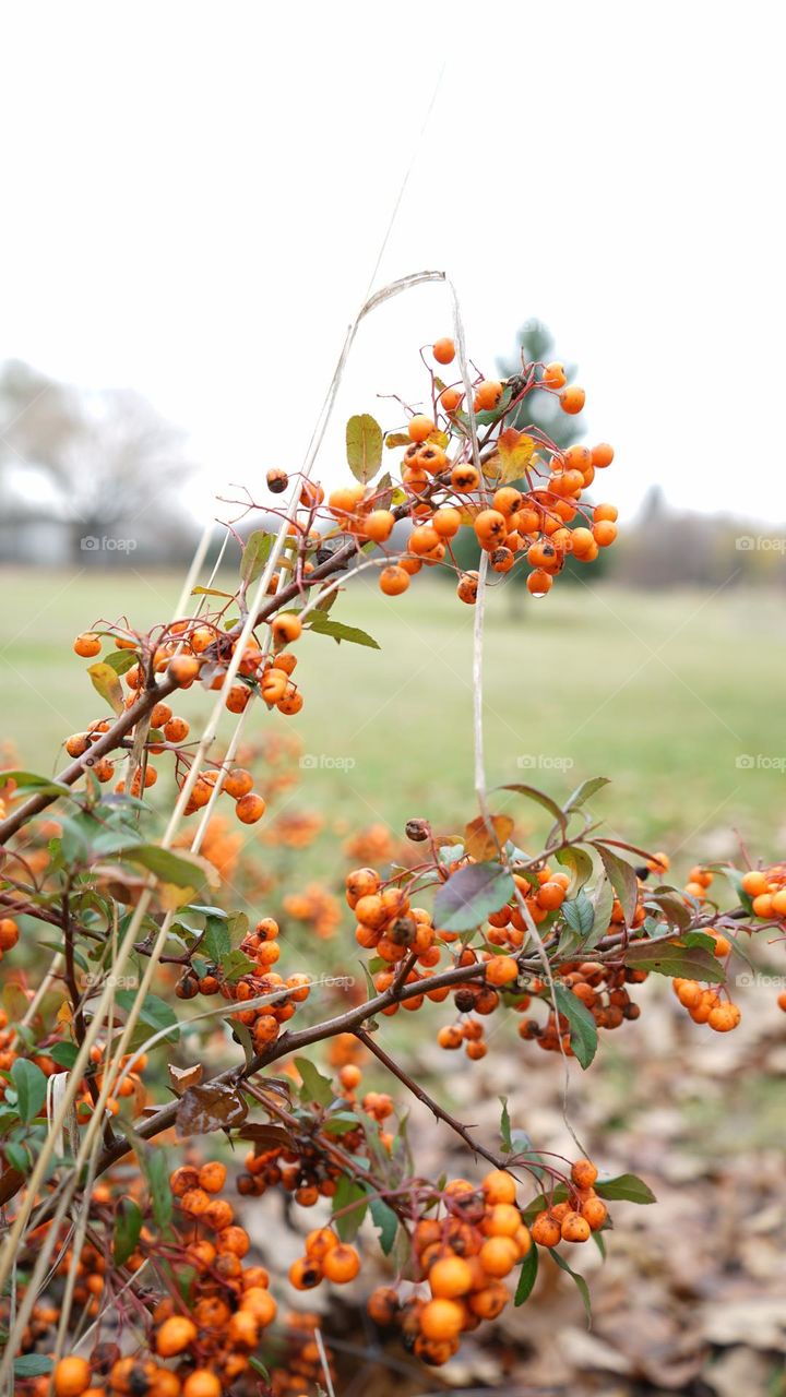 Forest fruit