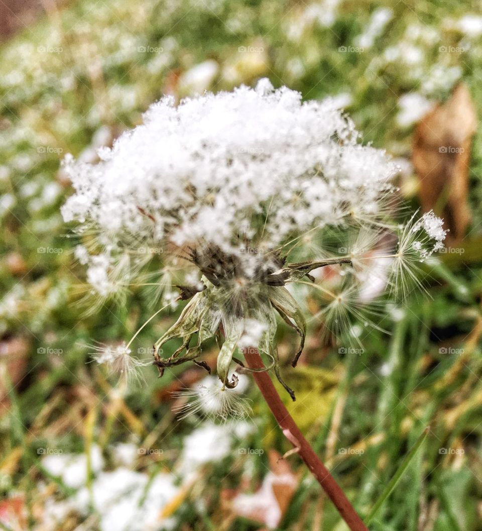 Close-up of snow covered dandelion