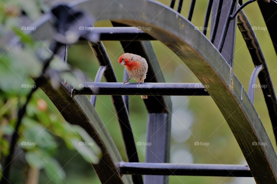 close up of a bird sitting on a black iron archway.