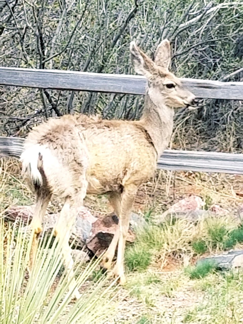 Doe At Garden of the Gods