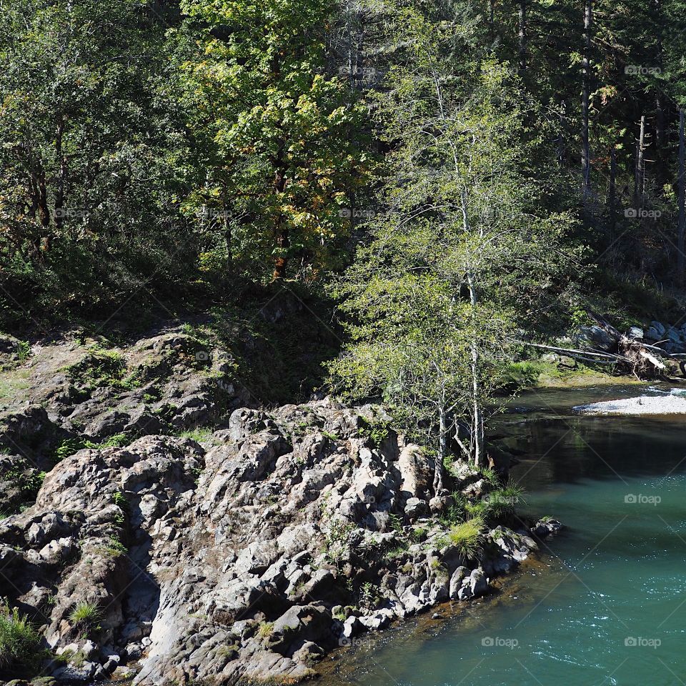 The rocky and rugged shores of the Middle Fork of the Willamette River near Oakridge Oregon filled with trees transitioning to their fall colors on a beautiful sunny day.