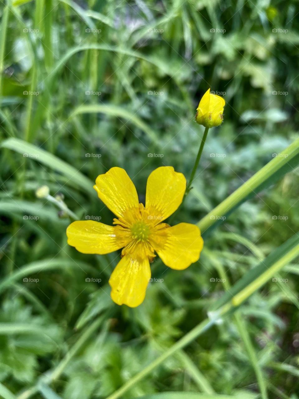 Flower so eye catching 
