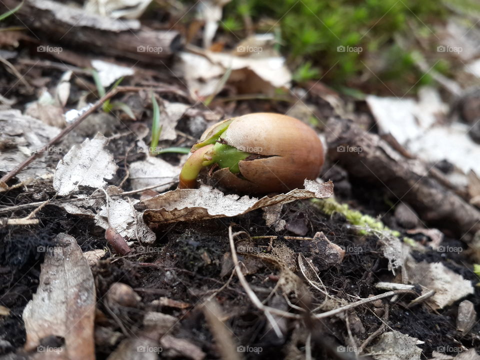 Acorn grows in winter in the mountains