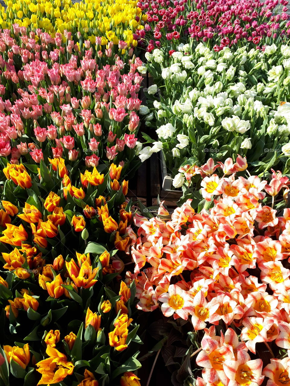 tulips