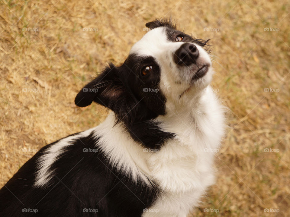 Adorable perra border collie, pelo muy brilloso