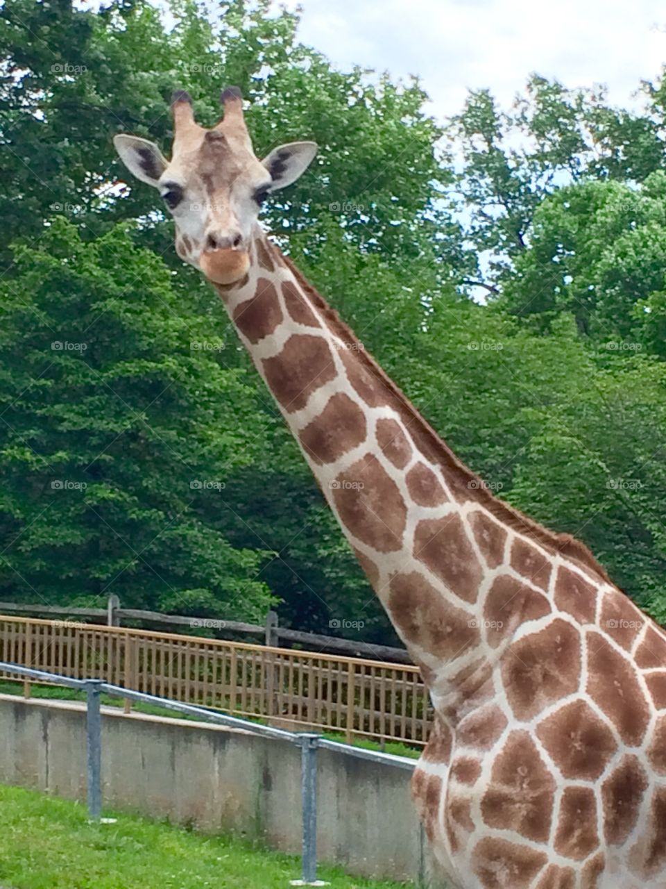 Hello Giraffe!!