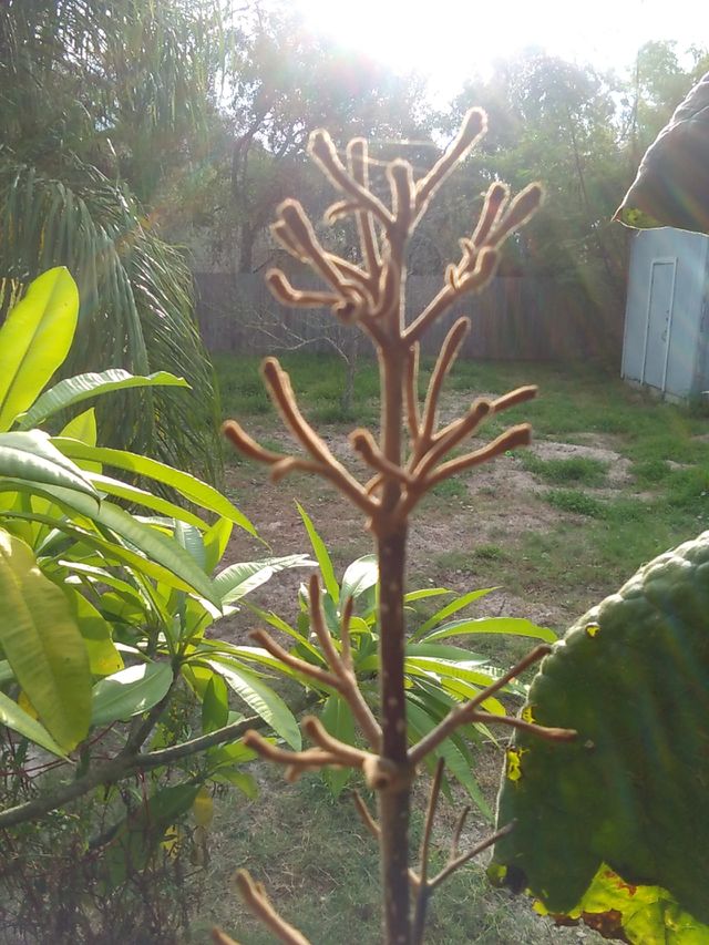 Morning Sun On Twig