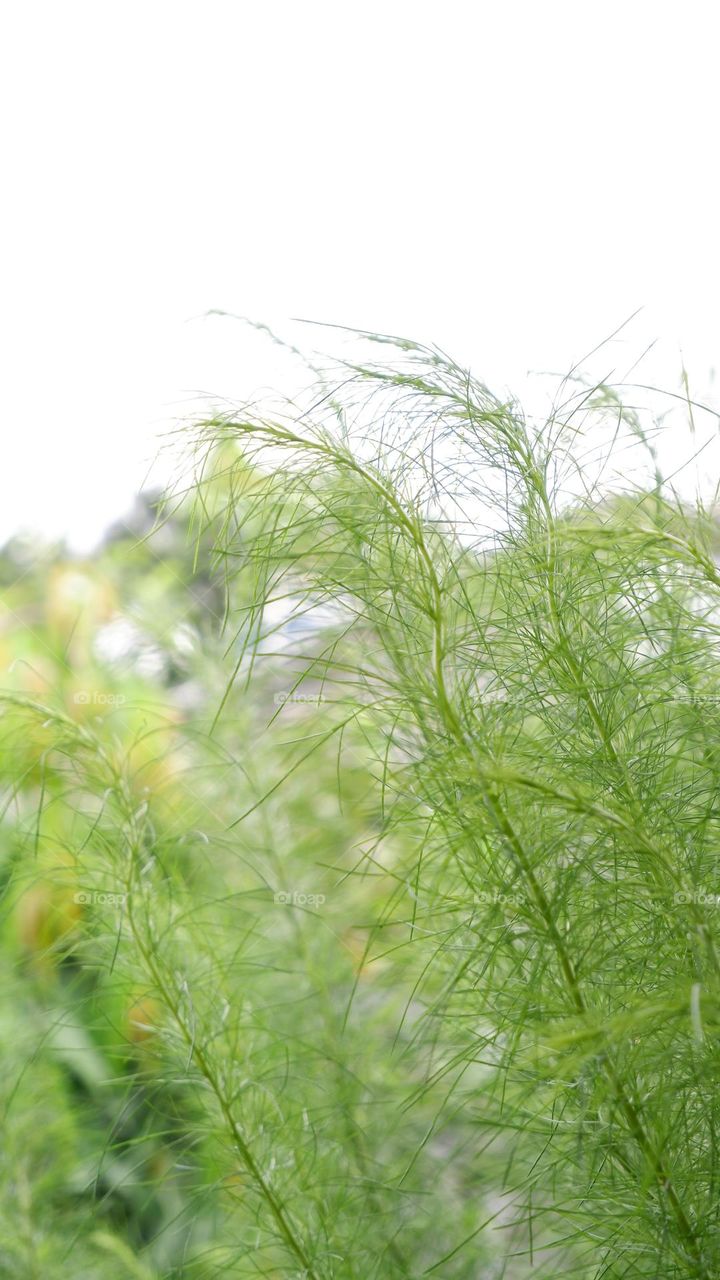 Dill is a type of flowering plant and annual plant from the Apiaceae family. Fennel has yellow flowers and fruit with a pungent odor, but is widely used as a spice in the kitchen. In Indonesia, dill plants can be found on the island of Java