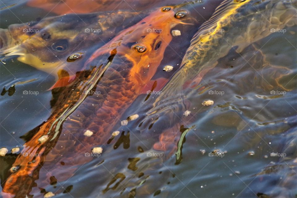 Koi Fish