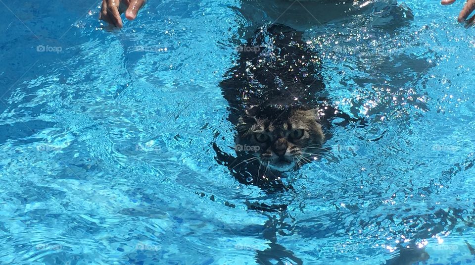 Swimming Kitty