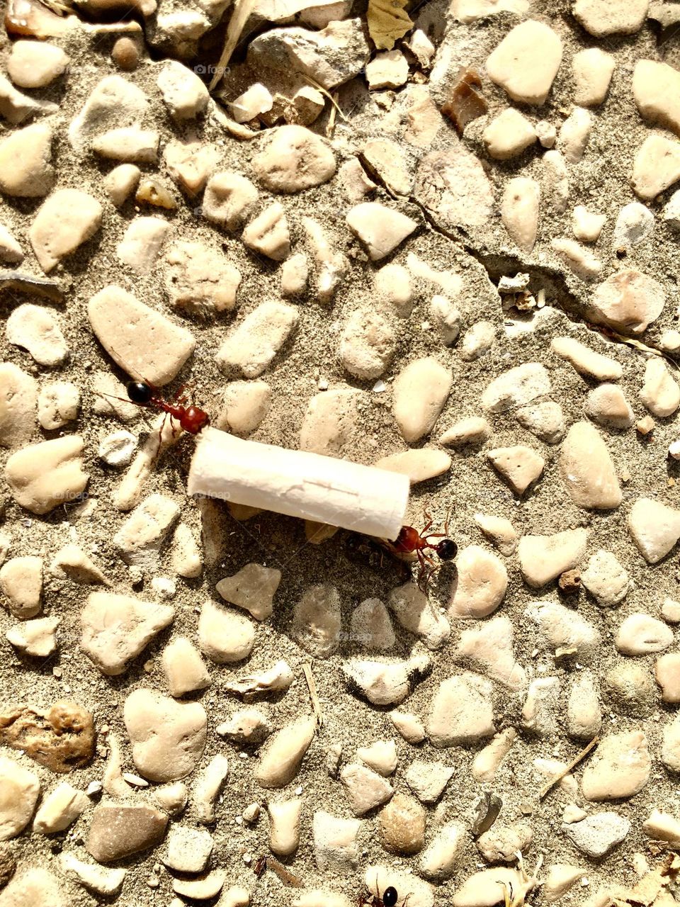 Ants in a cigarette filter