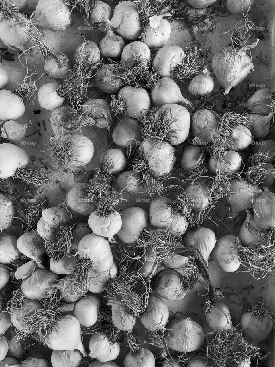 selected garlic