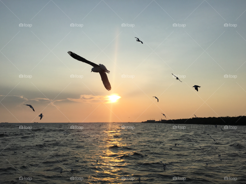 Birds flying over sea