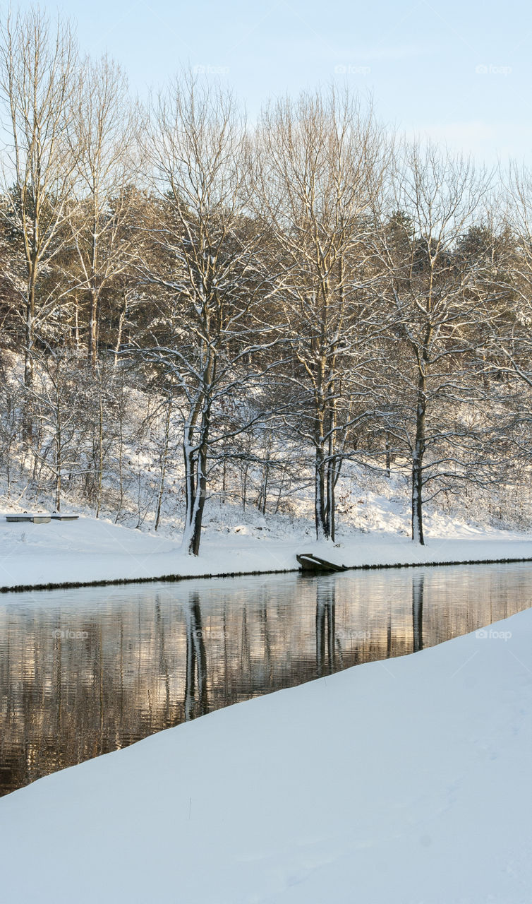 Woodland across the river in the winter