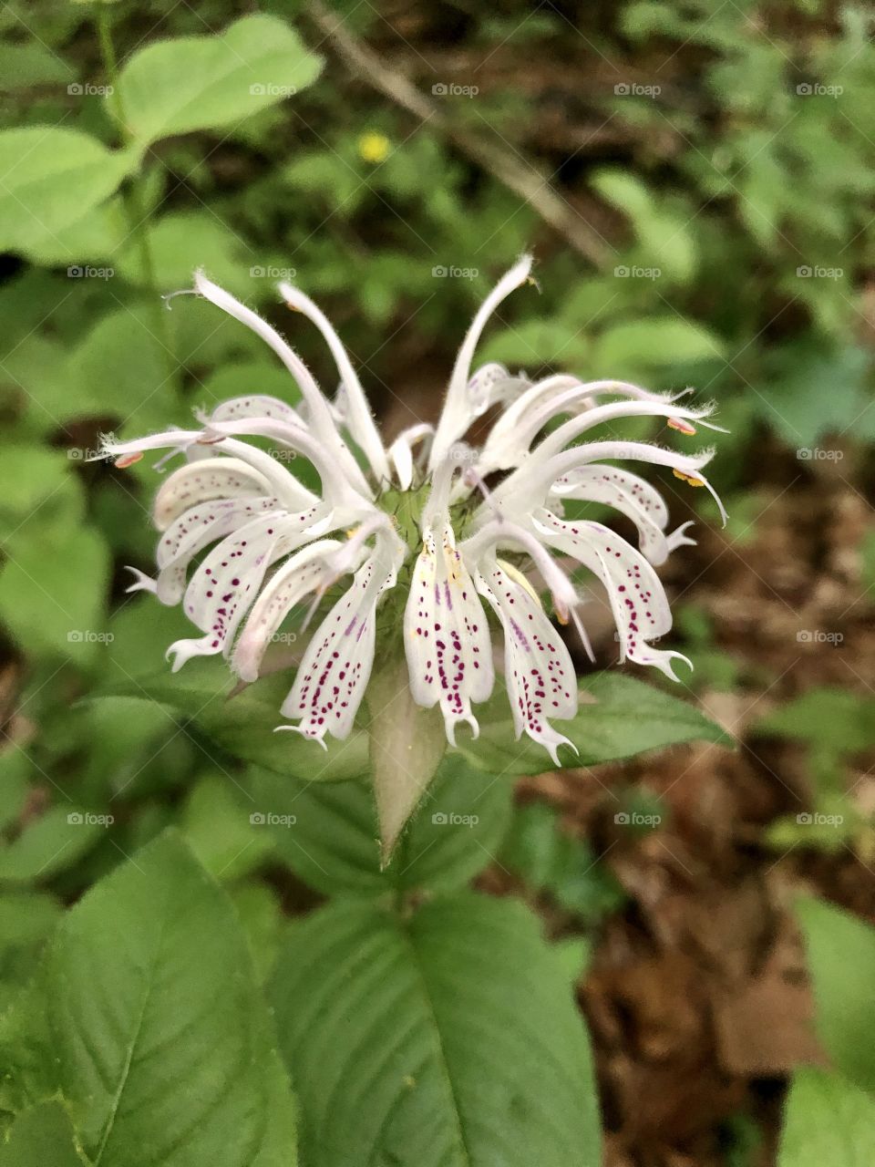 Unique wildflower in woods