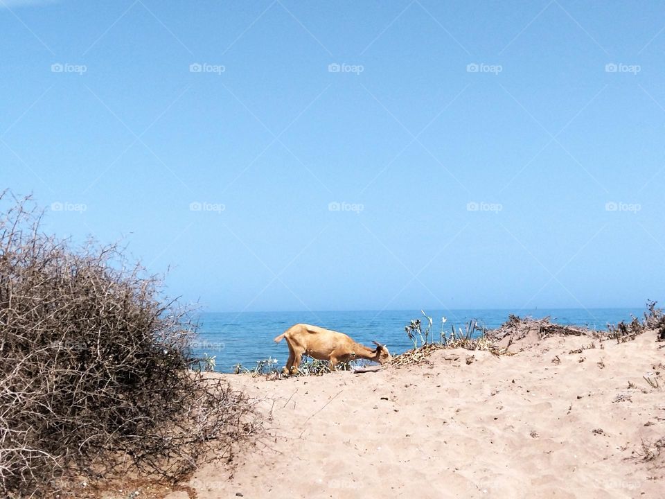 Beach and goat