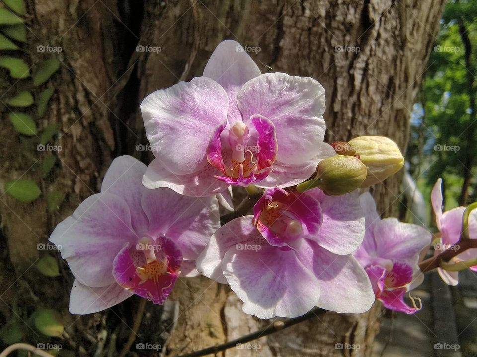 Beautiful Phalaenopsis in the forest