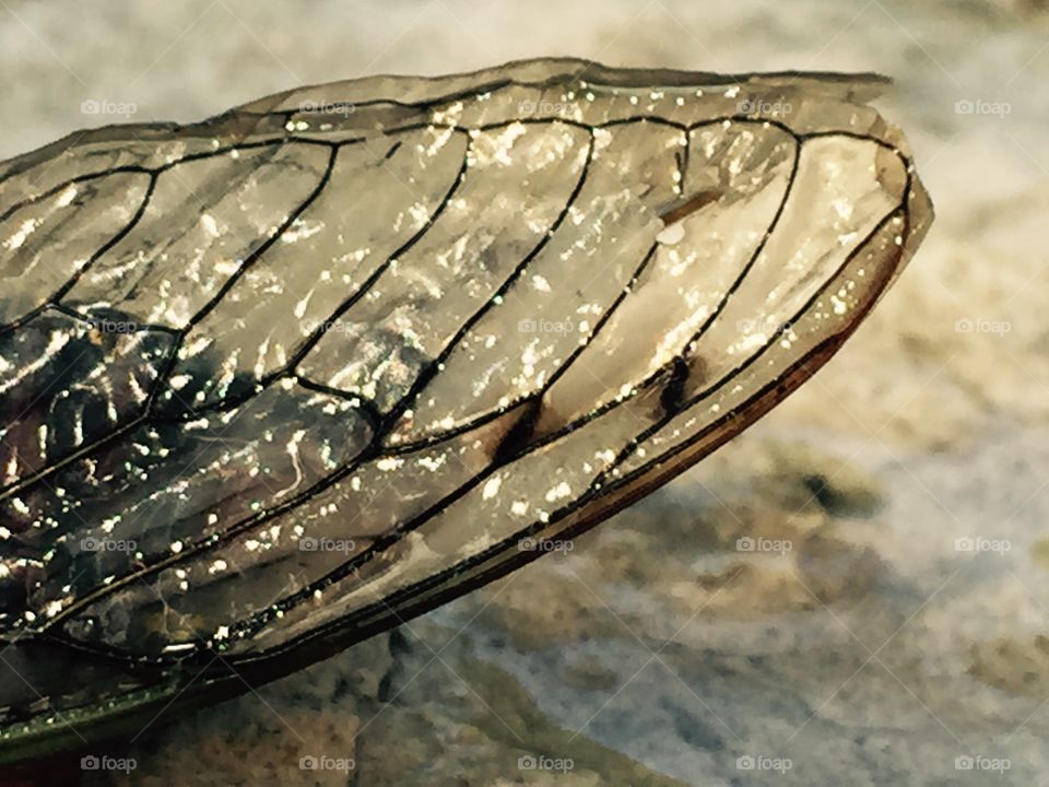 Cicada wings 