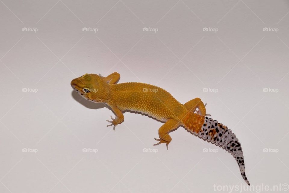 tangerine leopardgecko