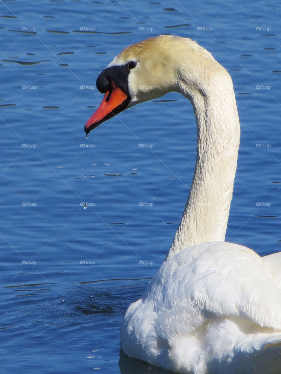 Thirsty swan