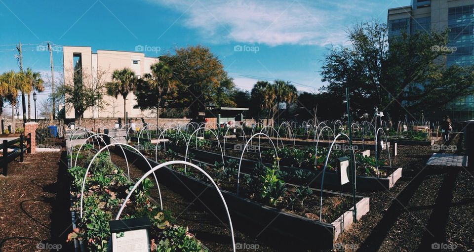 MUSC urban farm