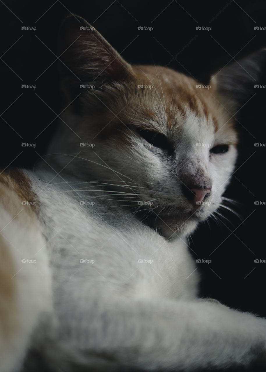 slepy cat waiting to fall asleep