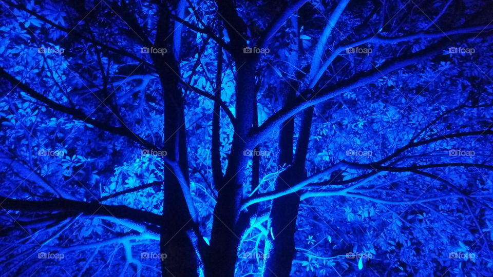 Blue Tree