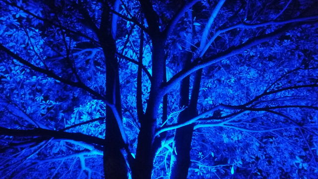 Blue Tree