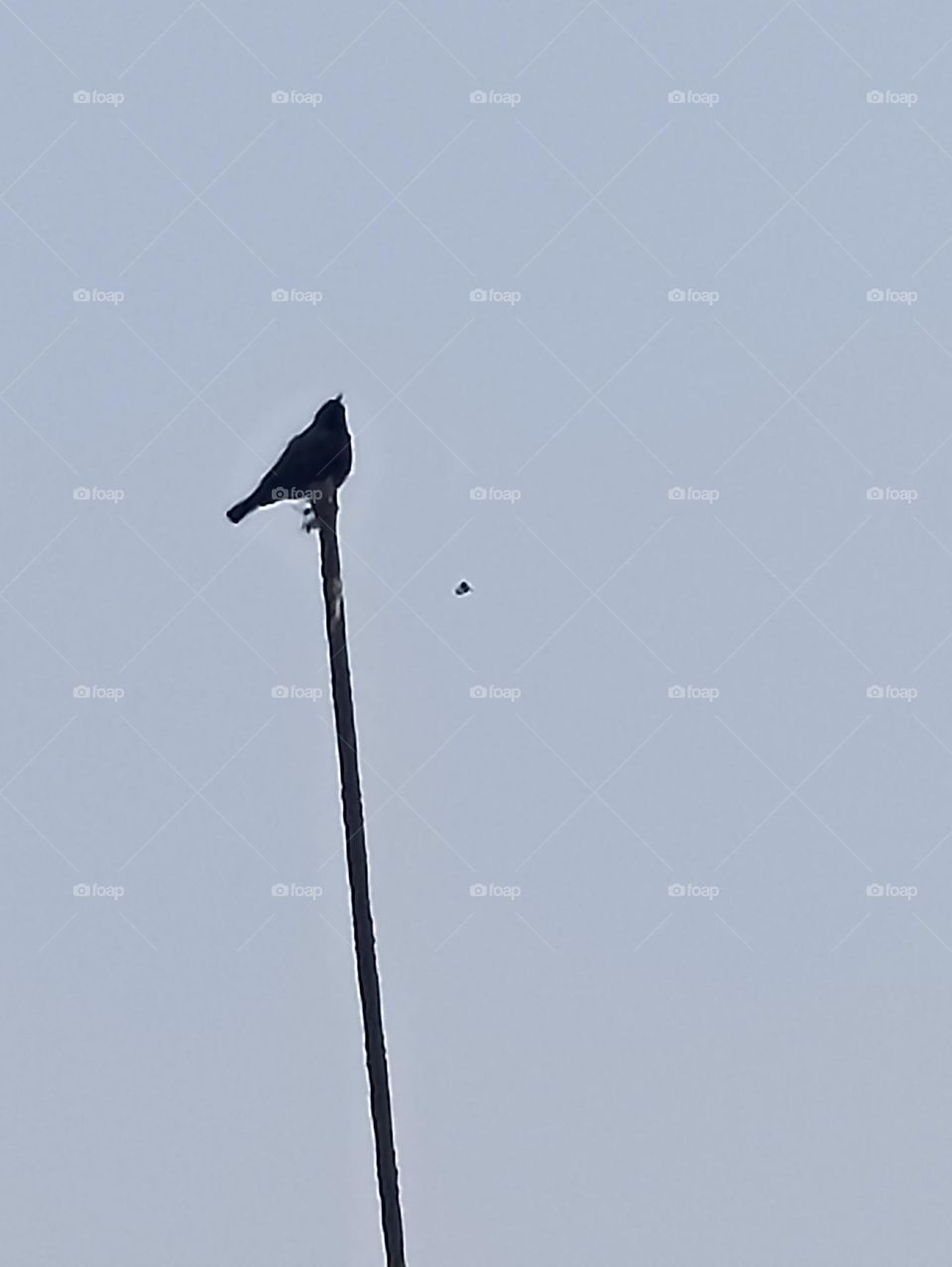 A little cute multicolour humming bird holding its full strength.