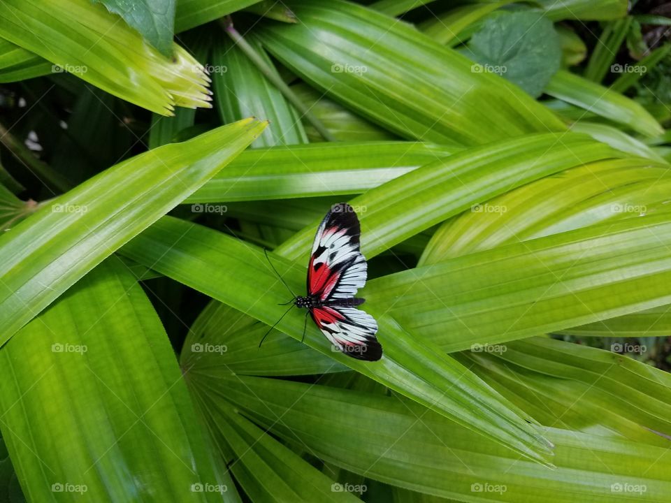 Black Red and White Butterfly on Pl