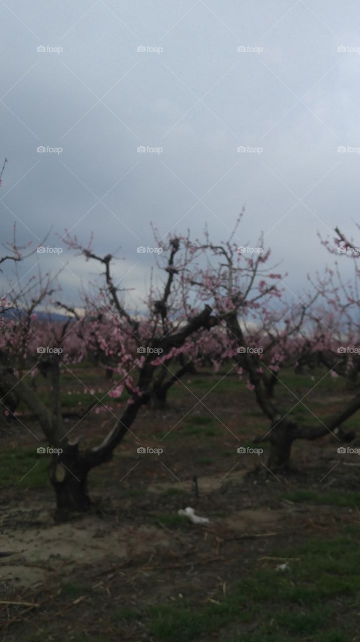 Orchards in bloom