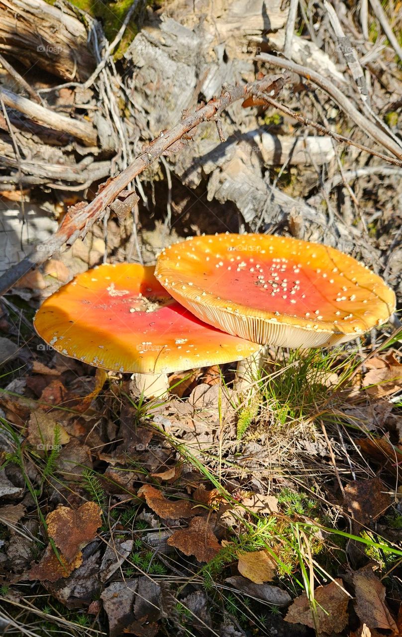 A poisonous amanita muscaria mushroom in autumn in a Finnish forest
